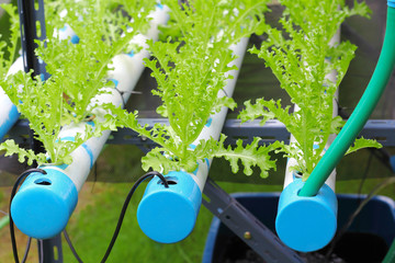 Organic of fillie iceburg lettuce hydroponics vegetable.