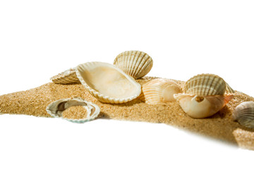shell on beach isolated on a white background