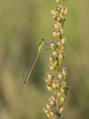 Große Pechlibelle, Weibchen, Ischnura elegans
