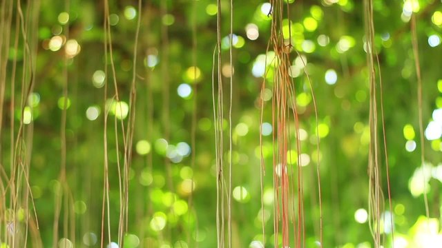 long root of plants