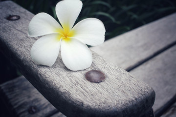 Fototapeta na wymiar Frangipani flower on bench chair