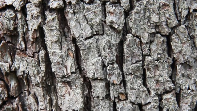 Close up look of structure pear tree bark