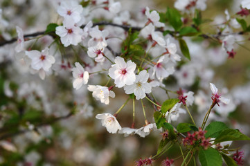 Fototapeta na wymiar Cherry blossom tree in spring in Japan