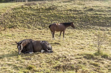 horse at a meadow