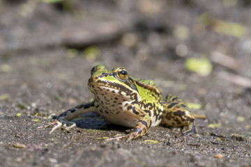 Teichfrosch, Pelophylax esculentus