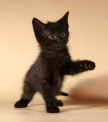 Fototapeta premium Black kitten sitting on yellow