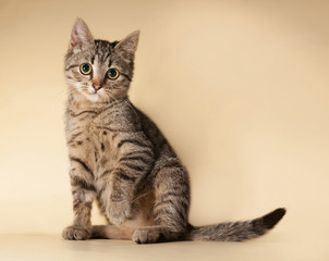 Striped kitten sitting on yellow