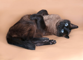 Thai cat with blue eyes lying on brown