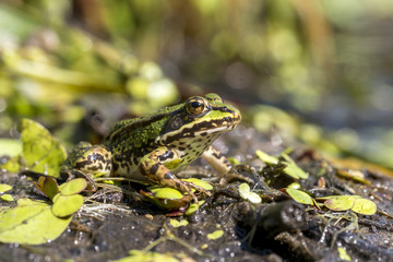 Teichfrosch, Pelophylax esculentus