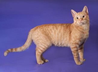 Red cat standing  on lilac