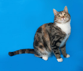 Tricolor cat sitting on blue