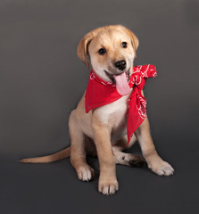 Little yellow puppy in red bandana sitting on gray