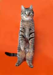 Tabby kitten teenager standing on orange