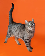 Tabby cat standing on orange