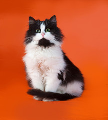 Black and white fluffy kitten sitting on orange © Hanna Darzy