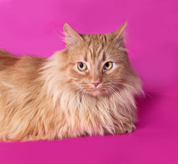Fototapeta na wymiar Red cat lays on pink