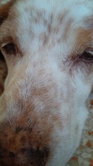 cane anziano