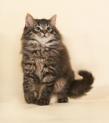 Fluffy small striped kitten sitting on yellow