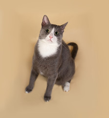 Obraz premium Grey and white cat sitting on yellow