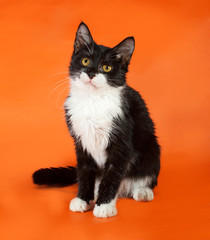 Black and white kitten sitting on orange