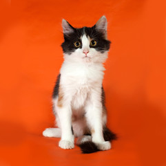 Tricolor fluffy kitten sitting on orange