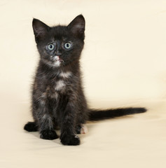 Fototapeta premium Tricolor kitten sitting on yellow