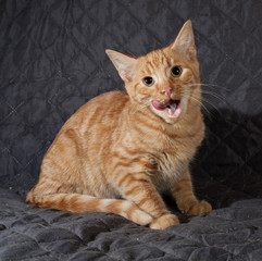 Ginger kitten sitting and licked on quilted bedspread