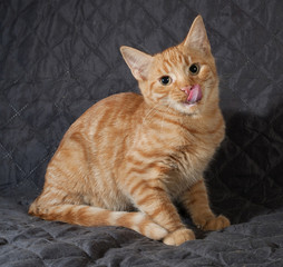 Ginger kitten sitting and licked on black bedspread