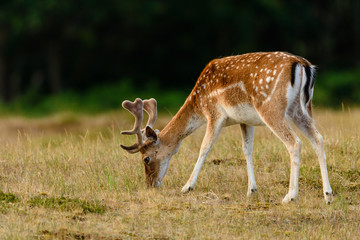 Naklejka na ściany i meble Fallow deer (Dama dama) grazing in its natural habitat.