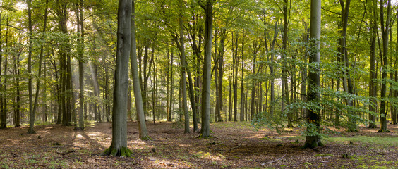 Sonnendurchfluteter Laubwald im Spätsommer