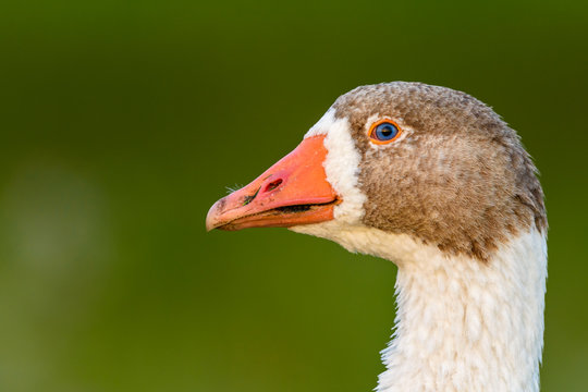 Portrait of a goose 