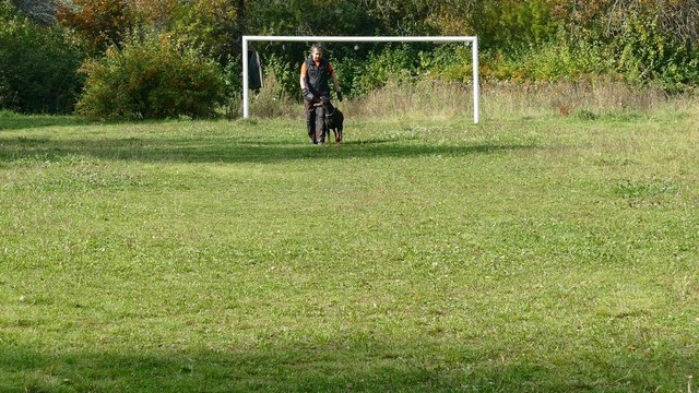 Dog training process. Walking along.

