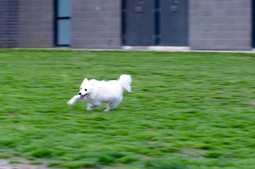 a little cute Japanese Spitz puppy running on grass