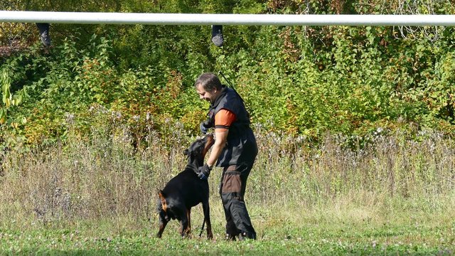 Dog training process. Walking along.
