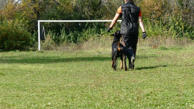 Dog training process. Walking along.
