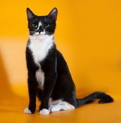 Black and white cat sitting on yellow