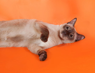 Thai cat with green eyes lying on orange