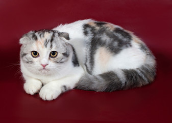 White with spots of Scottish Fold cat lies on burgundy