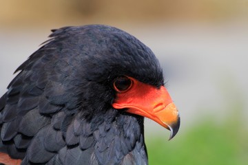 Raubvogel