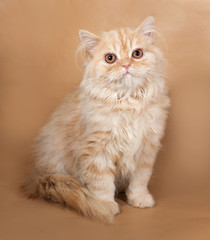 Striped red fluffy cat Scottish Fold sits on yellow