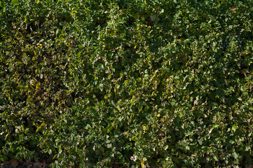 Fototapeta na wymiar Texture of green hedges