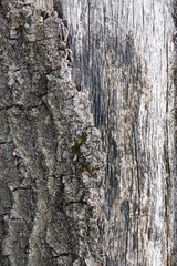Baum