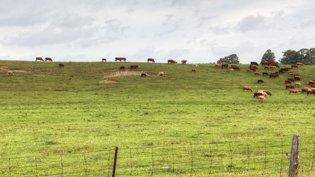 4K UltraHD A rural timelapse view of a field and a herd of cows