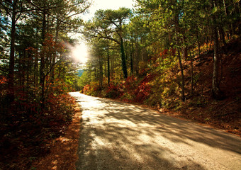 Road in autumn forest in light of the setting sun