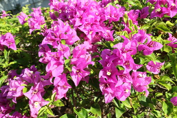 bougainvillea flower blooming in Thailand