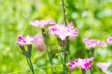 Pink carnations