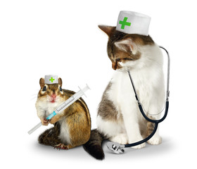 Vet concept, funny doctor chipmunk  and cat with phonendoscope a