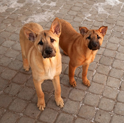 Two red puppy standing on pavement