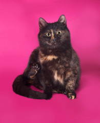 Black and red cat sitting on pink