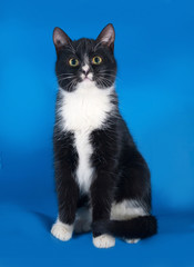 Black and white cat sitting on blue